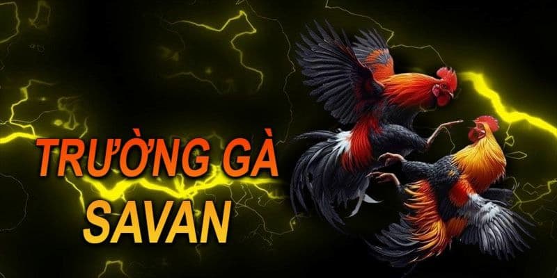 Đá gà savan Cách thức tham gia đá gà savan tại Rikvip