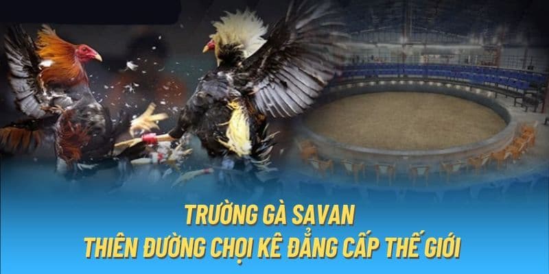 Đá gà savan Đá gà savan là gì?