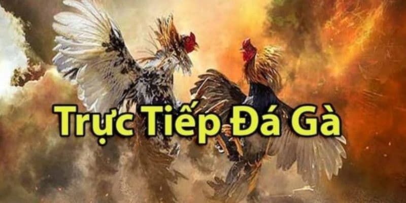 Đá gà savan Những lợi ích khi tham gia đá gà savan tại Rikvip