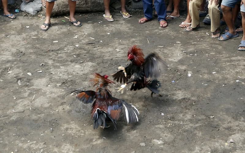 Trường gà trọi