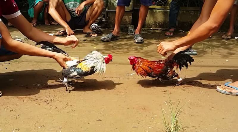 Trường gà trọi Vì sao Trường gà trọi Rikvip được ví như một sòng bạc mini?
